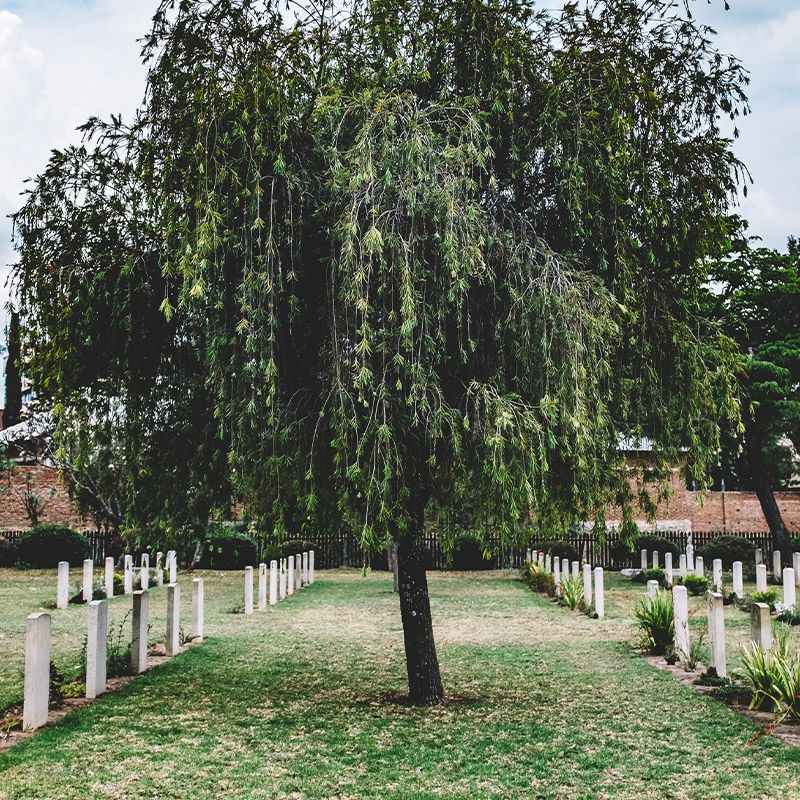 Large tree in the middle of a cemetery
