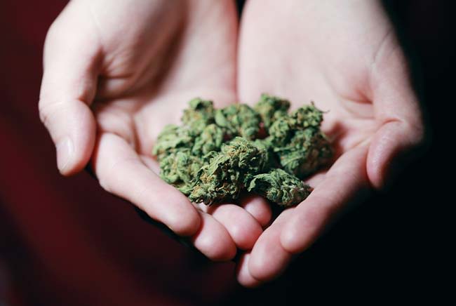 Hands holding marijuana